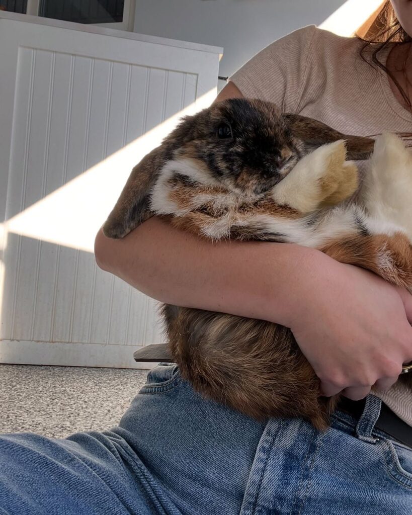 Are Holland Lop Rabbits Good Pets