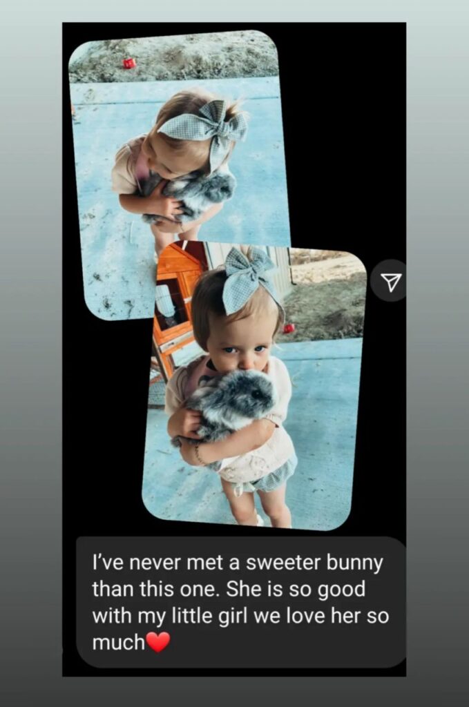 holland lop hill review