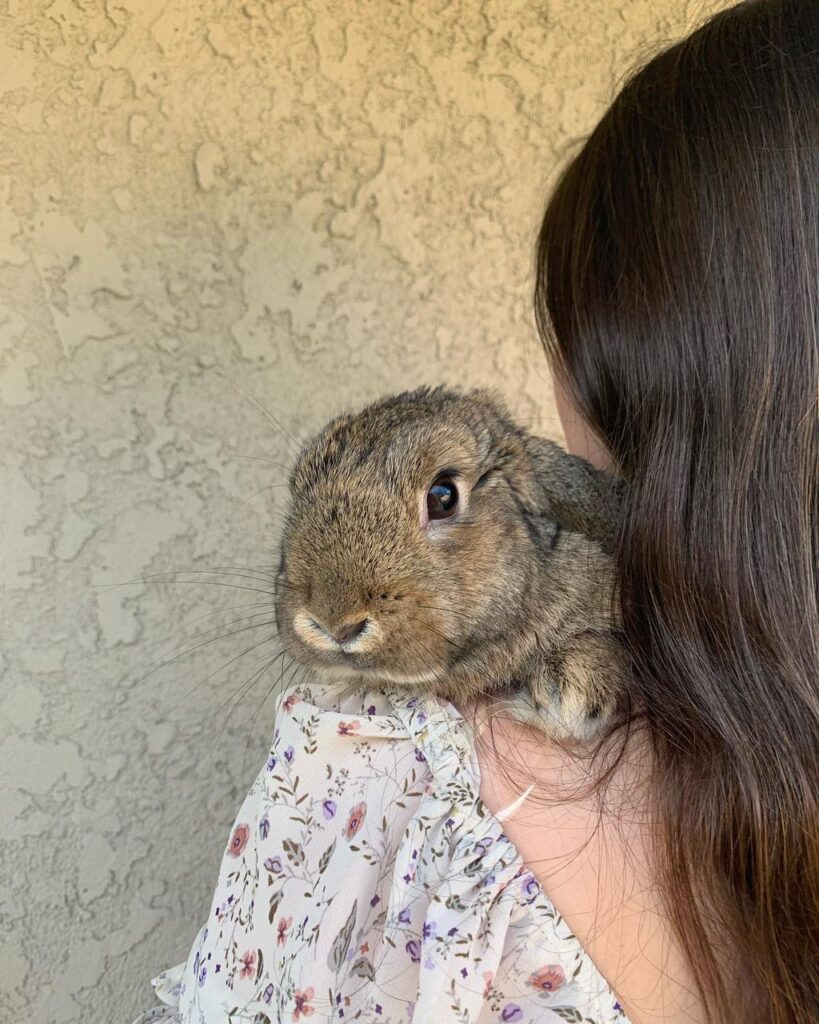 holland lop closeup