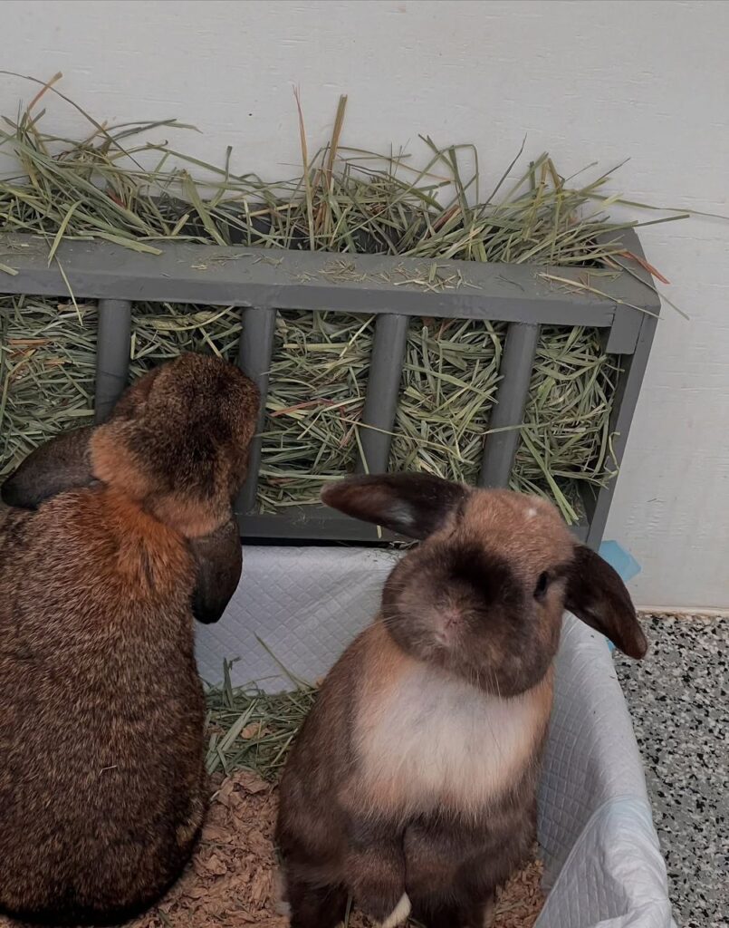 Pair of holland lop bunnies