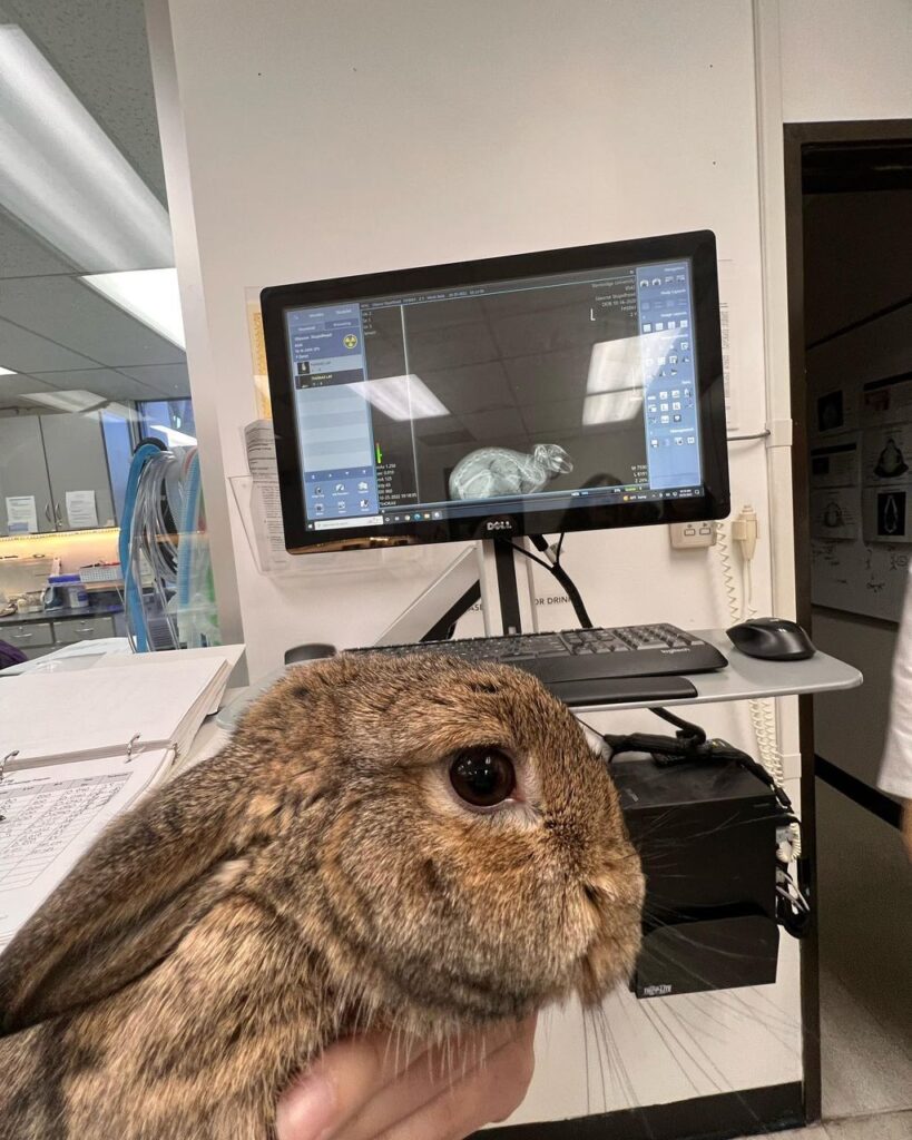 holland lop in vet