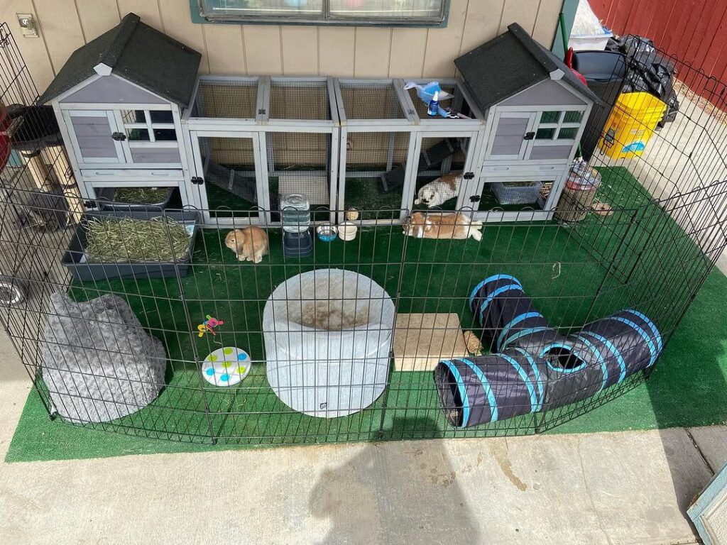 holland lop rabbit care