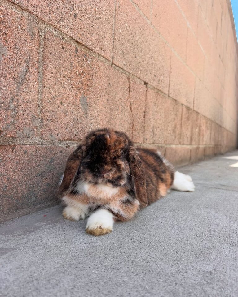 holland lop bunny care tip