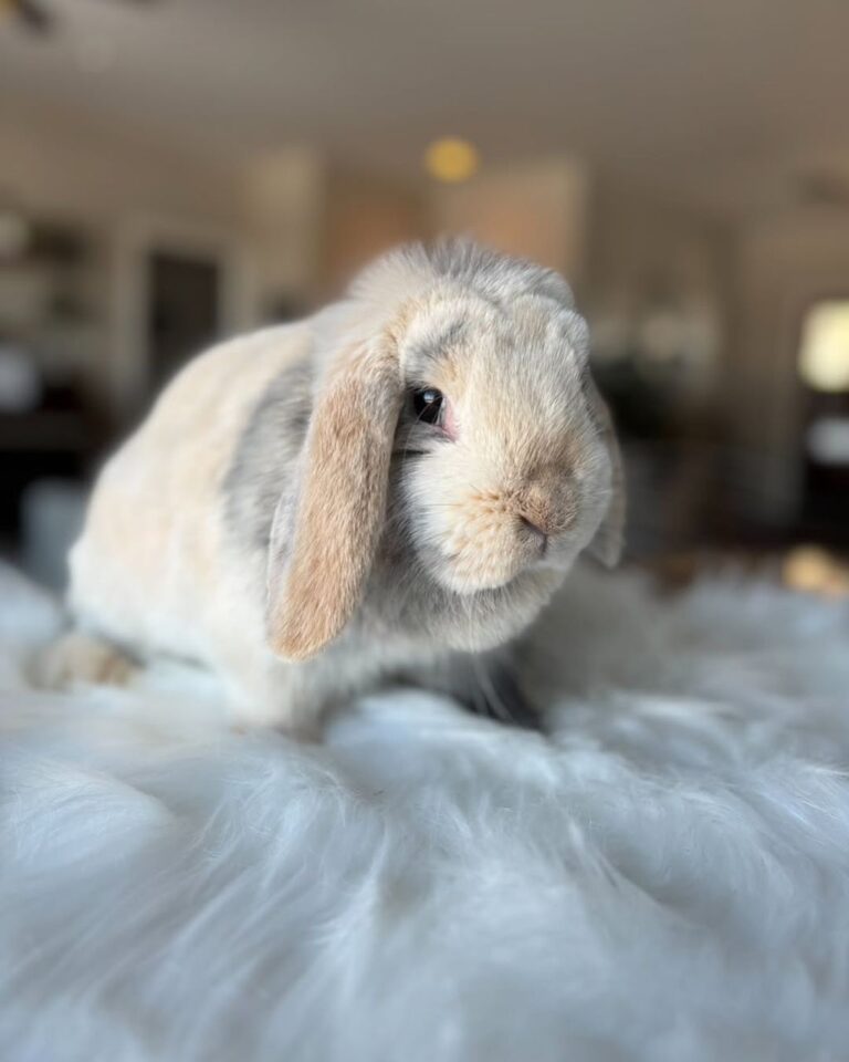 Holland lop grooming