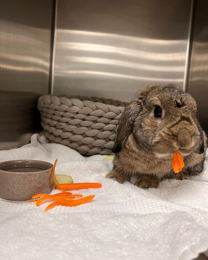 holland lop lifespan