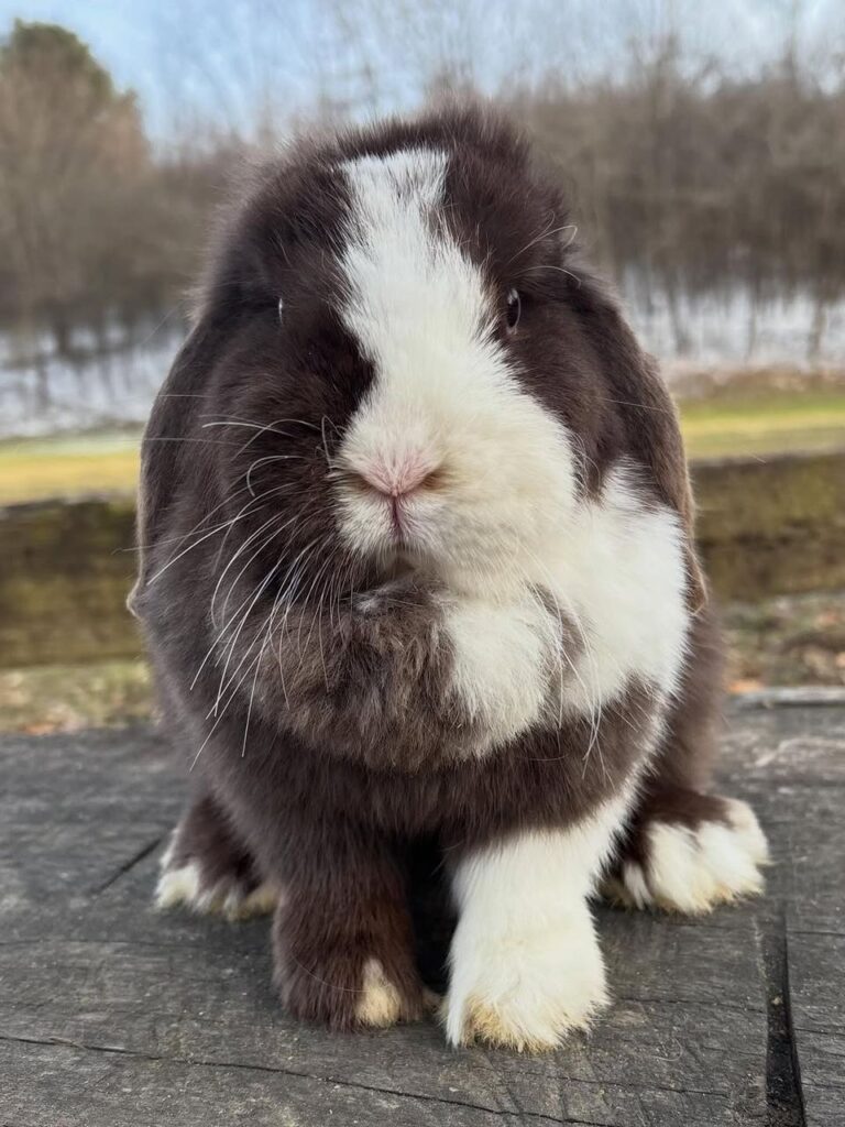 holland lop lifespan