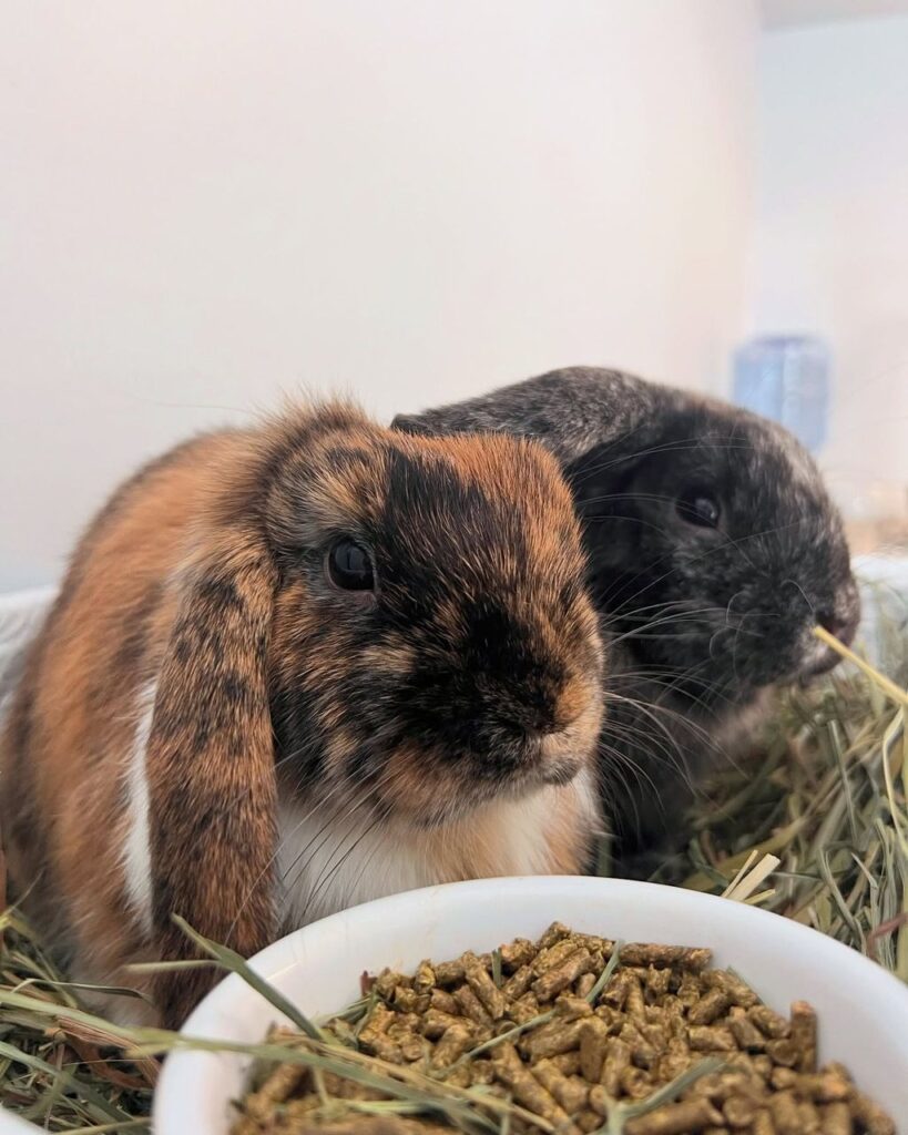 pair of holland lop