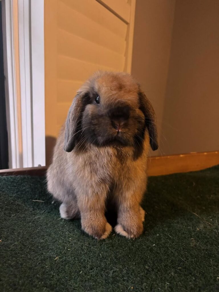 holland lop size