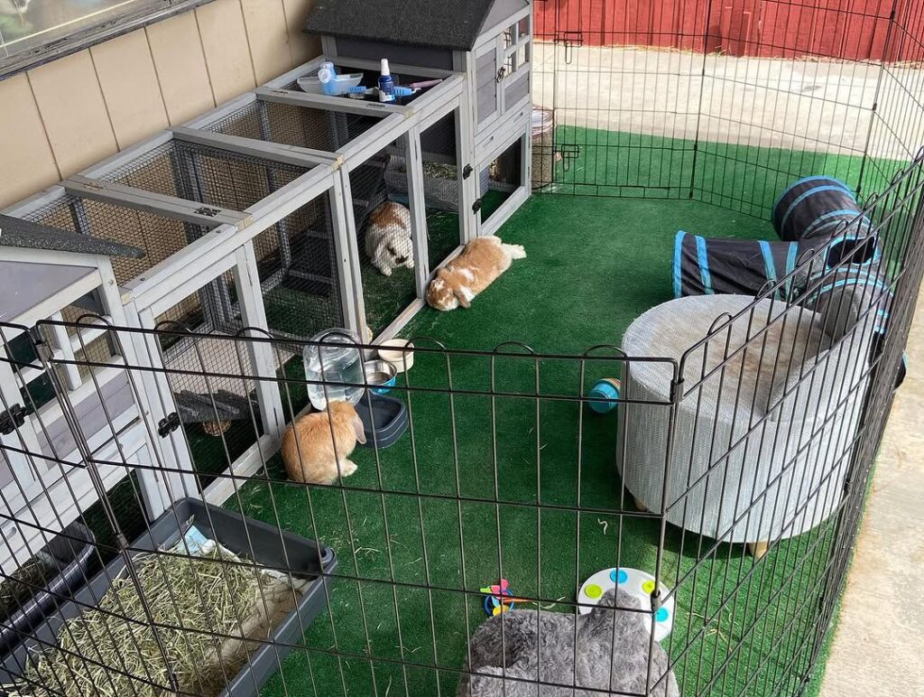 holland lop house