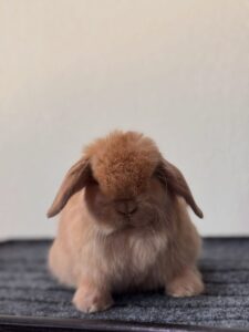 holland lop bunnies