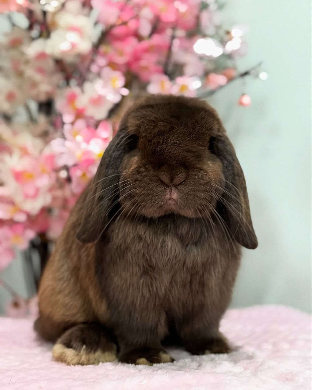 holland lop rabbit faq holland hill