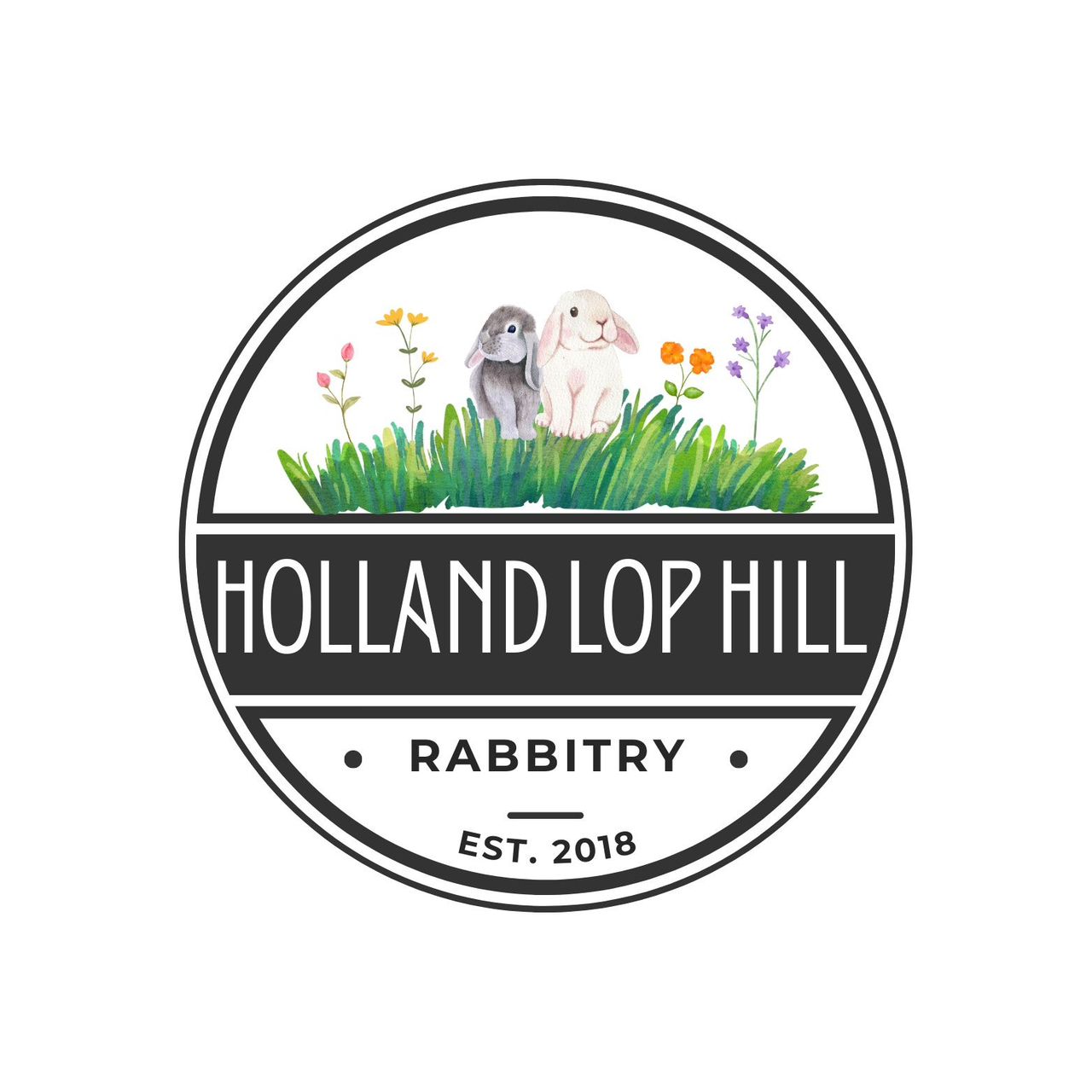 Holland Lop Bunnies For Sale