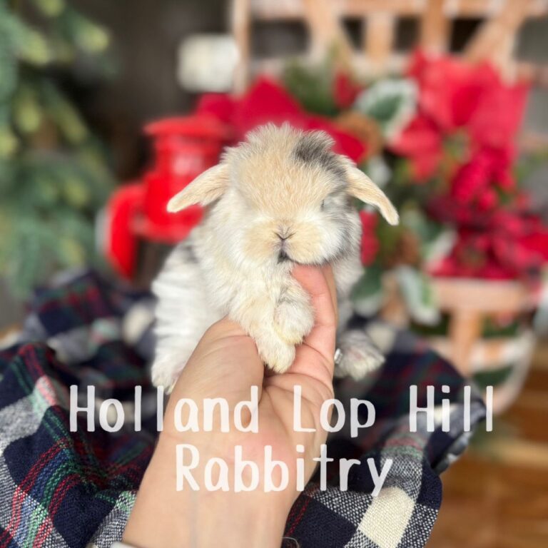 Mistletoe - Black/Orange Harlequin Holland Lop bunny for sale at Holland Lop Hill Rabbitry