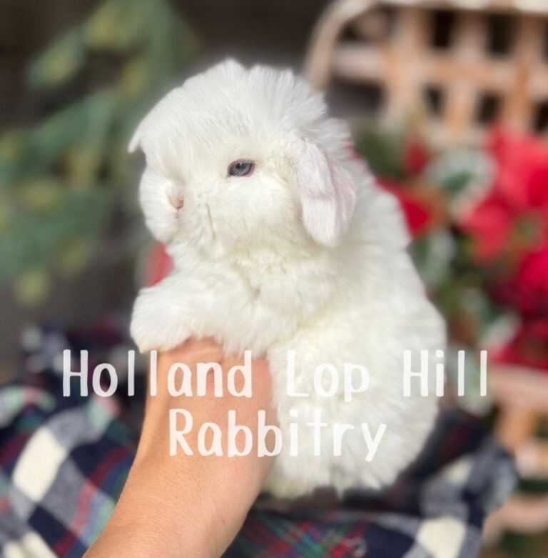 Holly - Blue Eyed White Holland Lop bunny for sale at Holland Lop Hill Rabbitry