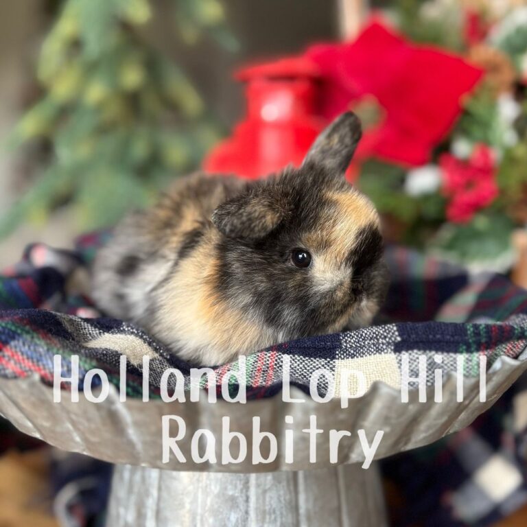 black eyes holland lop bunnies for sale