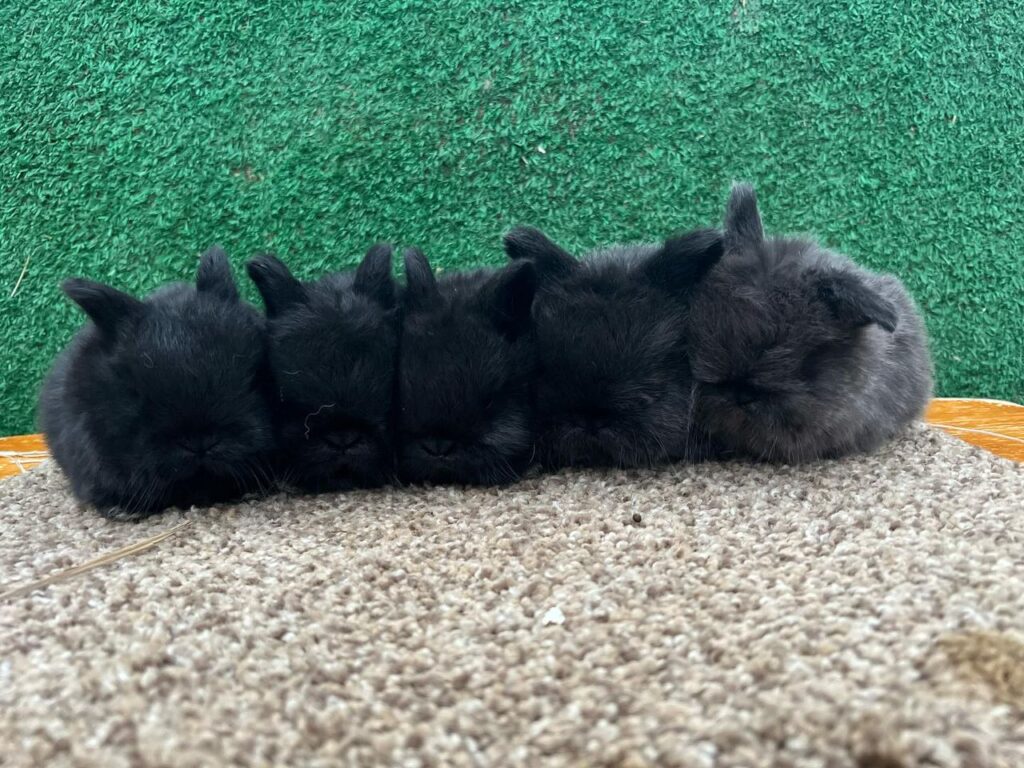 black holland lop bunnies for sale