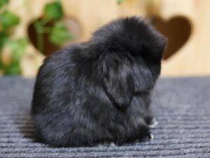 holland lop bunnies for sale