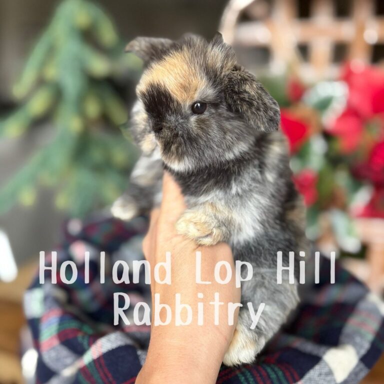 Fleece - Black/Orange Harlequin Holland Lop doe for sale at Holland Lop Hill Rabbitry