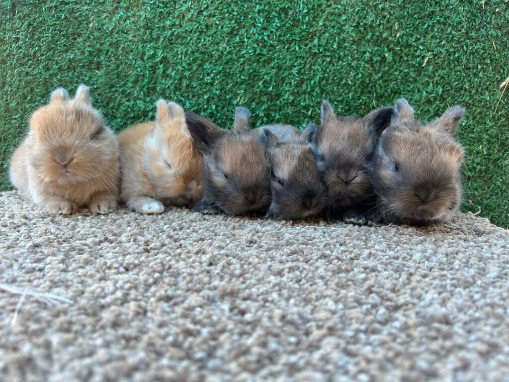 holland-lop-bunnies-for-sale