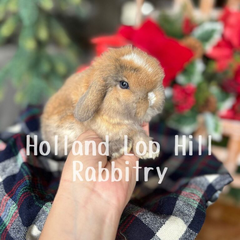 Poinsettia - Torted Black/Orange Harlequin VM Holland Lop doe for sale at Holland Lop Hill Rabbitry