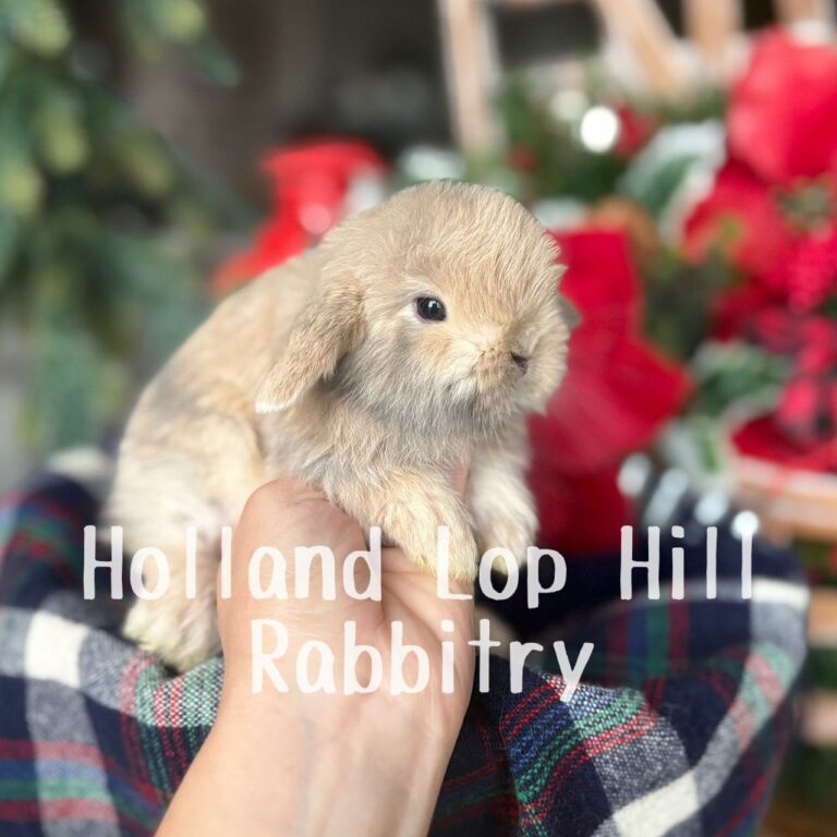 St. Nick - Blue/Fawn Harlequin Holland Lop buck for sale at Holland Lop Hill Rabbitry