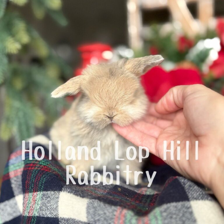 St. Nick - Blue/Fawn Harlequin Holland Lop buck for sale at Holland Lop Hill Rabbitry