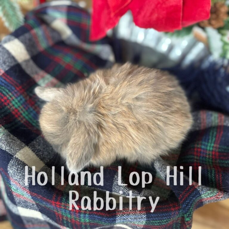 Kris Kringle - Blue/Fawn Harlequin Holland Lop buck for sale at Holland Lop Hill Rabbitry