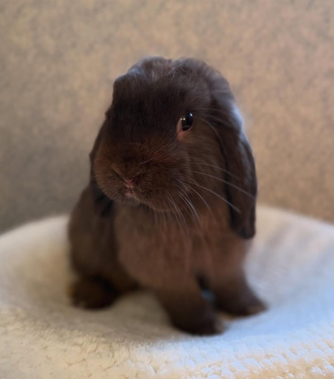holland lop rabbitry holland lop hill sedona arizona