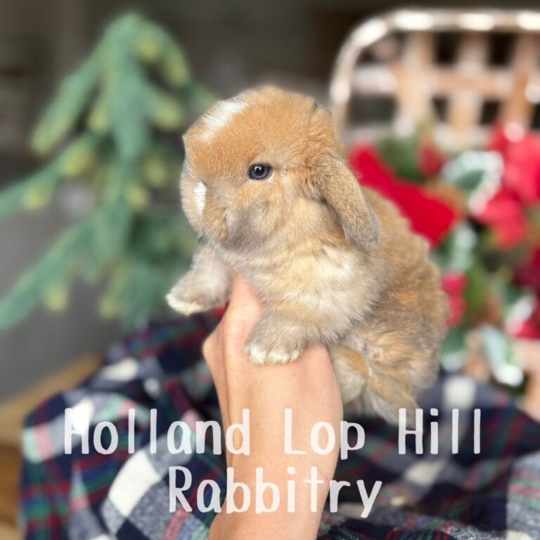 Poinsettia - Torted Black/Orange Harlequin VM Holland Lop doe for sale at Holland Lop Hill Rabbitry