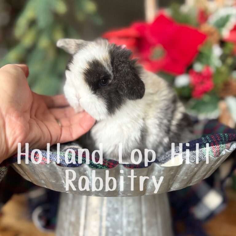 Wool – Extreme VM Harlequin Holland Lop Bunny For Sale