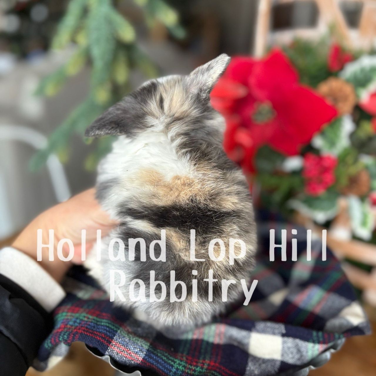 Extreme Vienna Marked Harlequin Holland Lop at Holland Lop Hill Rabbitry