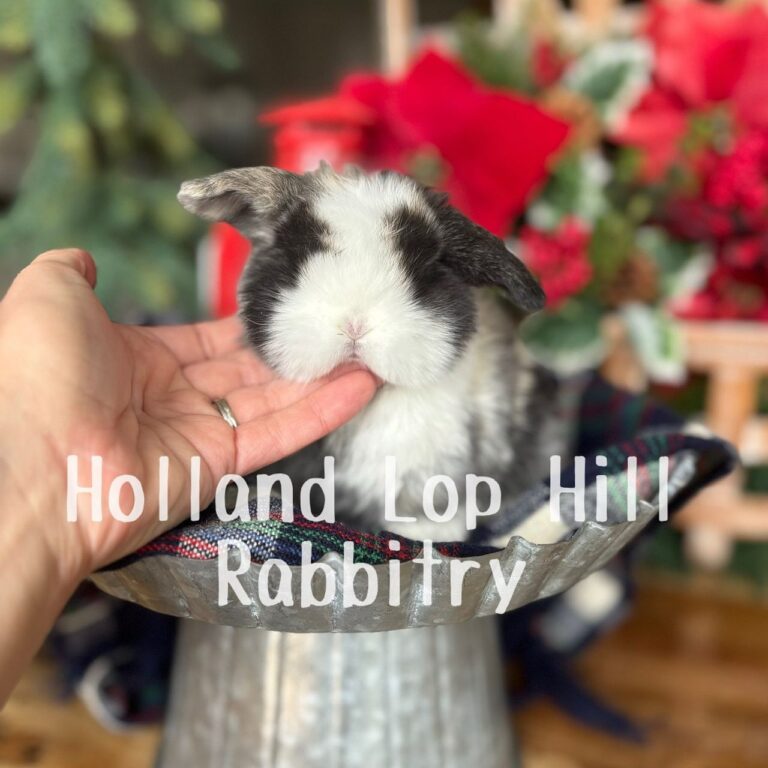 Wool – Extreme VM Harlequin Holland Lop Bunny For Sale