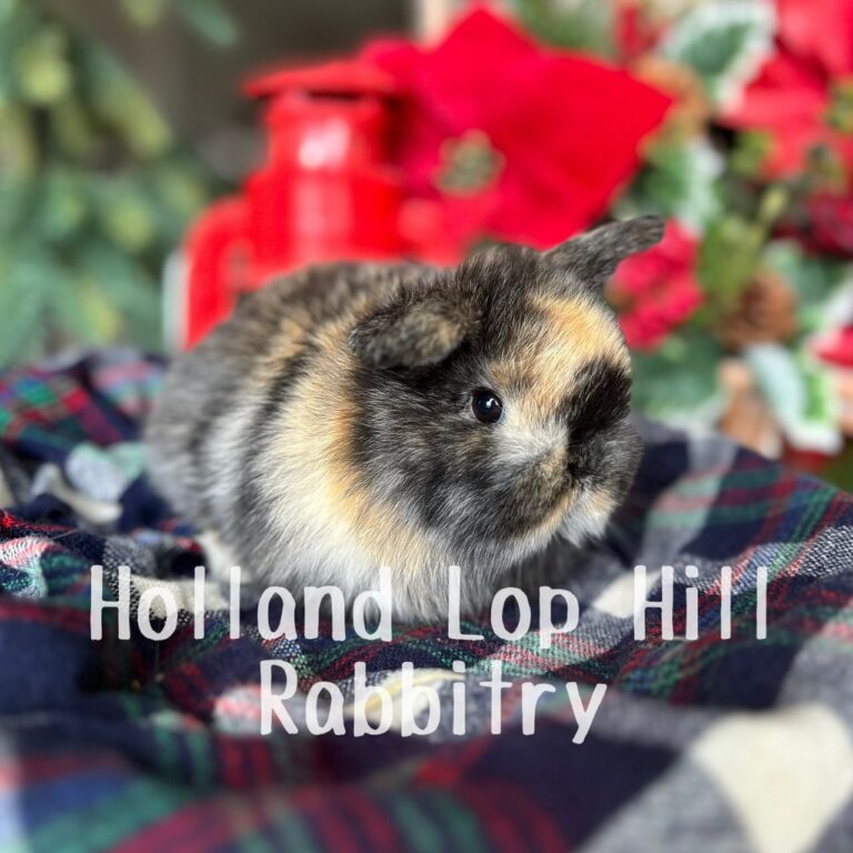 Fleece - Black/Orange Harlequin Holland Lop doe for sale at Holland Lop Hill Rabbitry