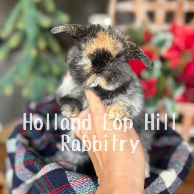 Fleece - Black/Orange Harlequin Holland Lop doe for sale at Holland Lop Hill Rabbitry