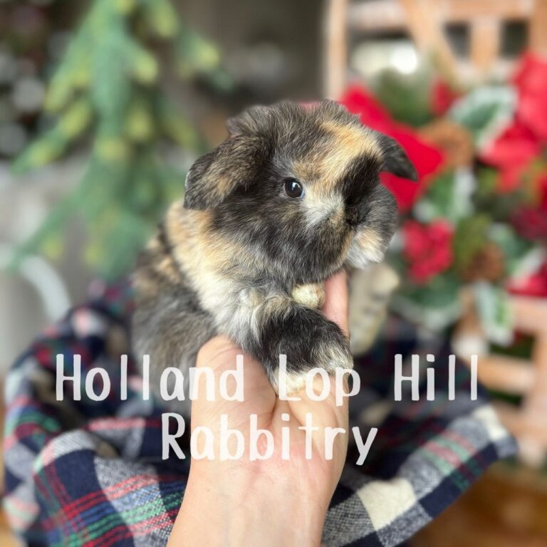 Fleece - Black/Orange Harlequin Holland Lop doe for sale at Holland Lop Hill Rabbitry