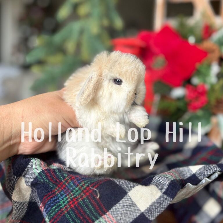 Mistletoe - Black/Orange Harlequin Holland Lop bunny for sale at Holland Lop Hill Rabbitry