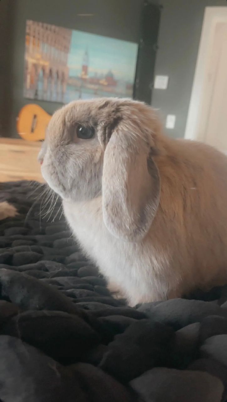 Holland Lop