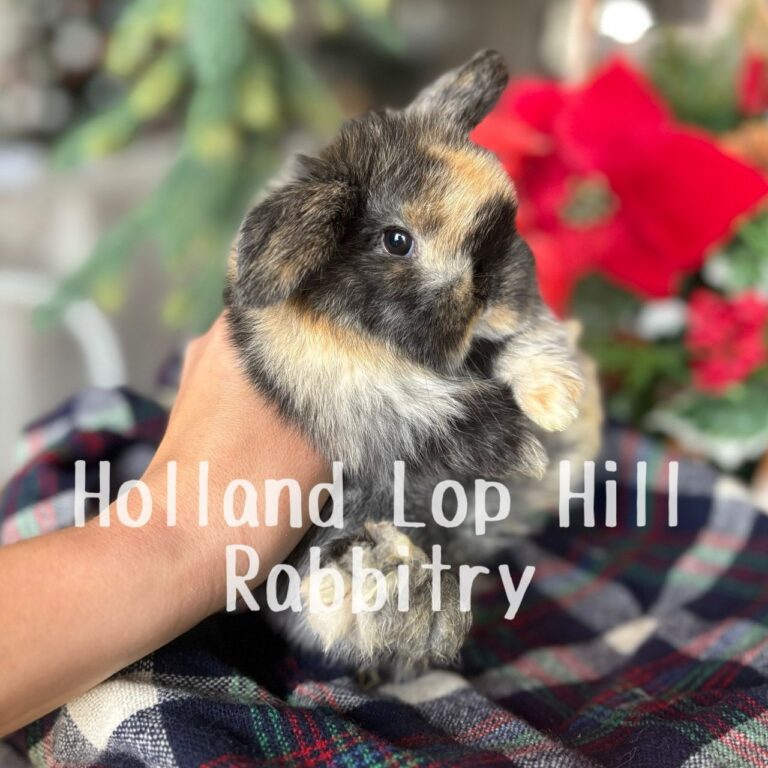Fleece - Black/Orange Harlequin Holland Lop doe for sale at Holland Lop Hill Rabbitry