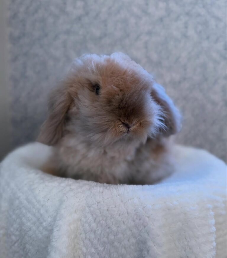 Hand-raised Holland Lop baby bunny health guaranteed