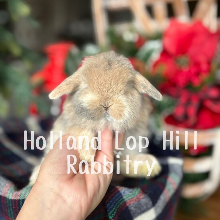 St. Nick - Blue/Fawn Harlequin Holland Lop buck for sale at Holland Lop Hill Rabbitry