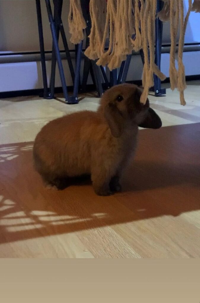 Brown Holland lop bunny