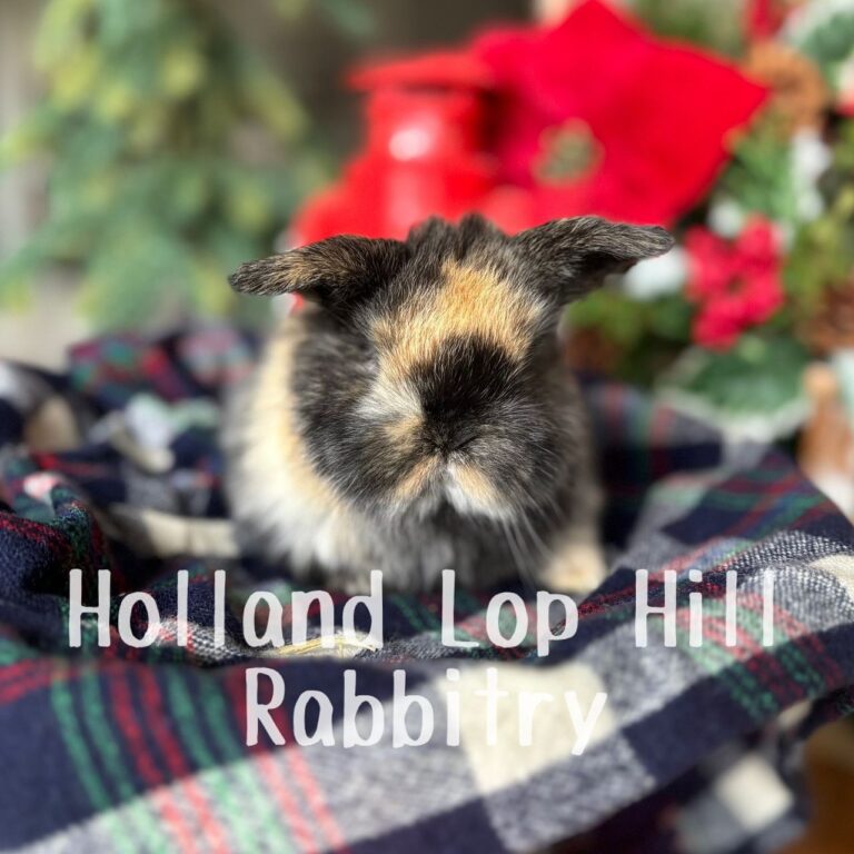 Fleece - Black/Orange Harlequin Holland Lop doe for sale at Holland Lop Hill Rabbitry