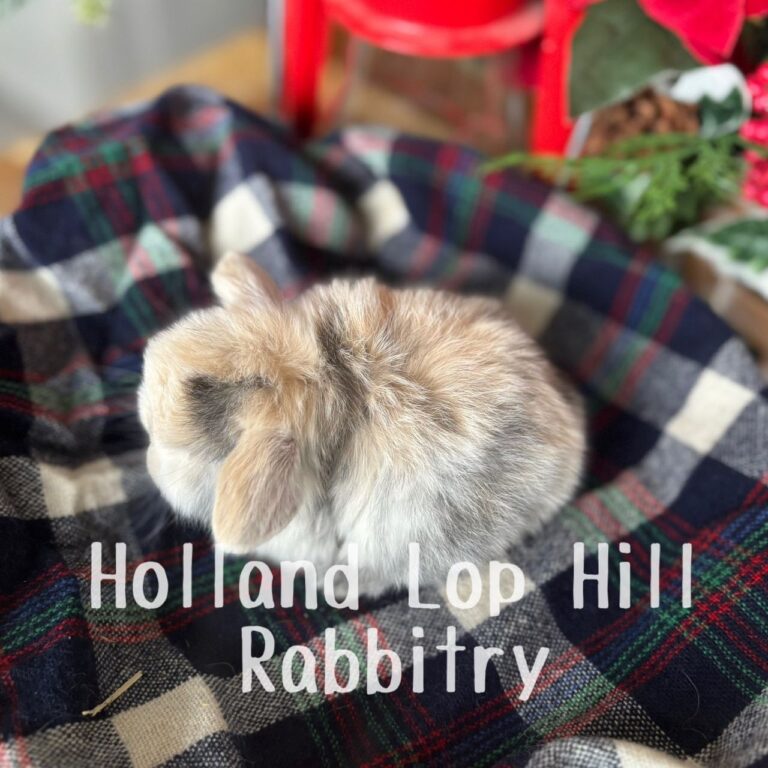 Mistletoe - Black/Orange Harlequin Holland Lop bunny for sale at Holland Lop Hill Rabbitry