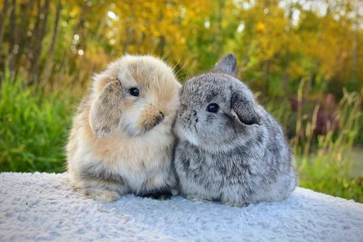 Two Holland Lop bunnies perfect for families and kids
