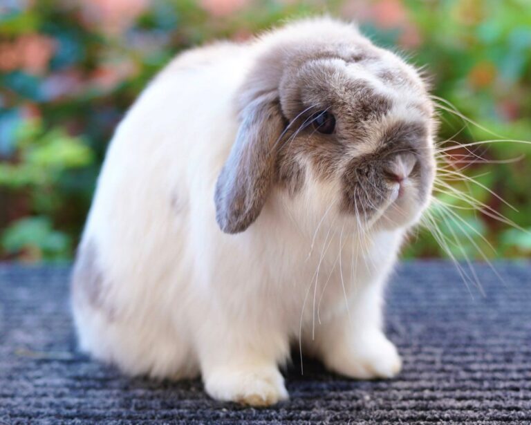 holland lop bunnies for sale