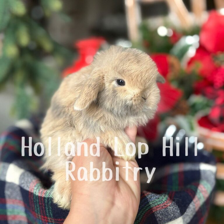 St. Nick - Blue/Fawn Harlequin Holland Lop buck for sale at Holland Lop Hill Rabbitry