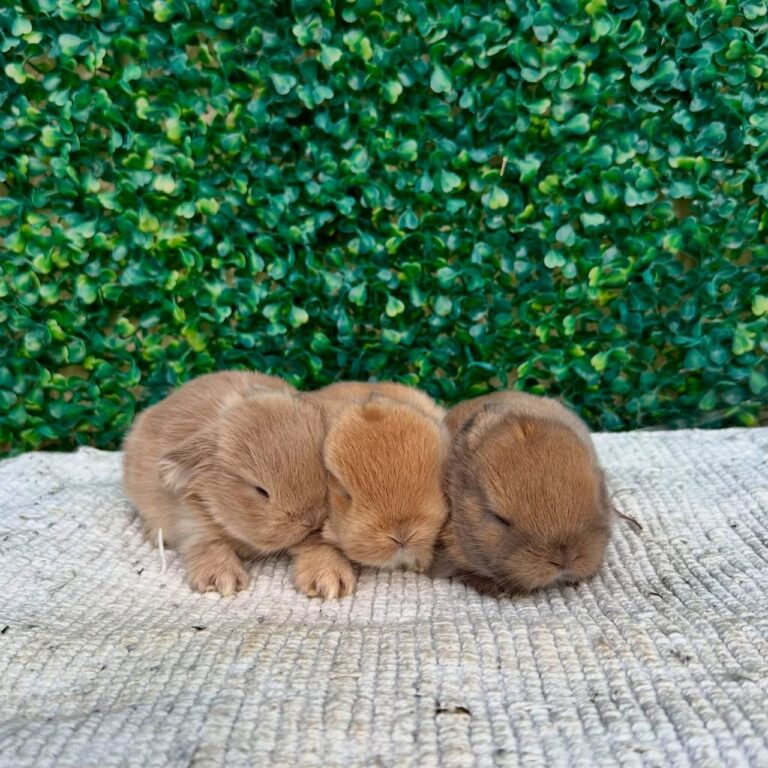 Newborn Holland Lop bunnies hand-raised from birth