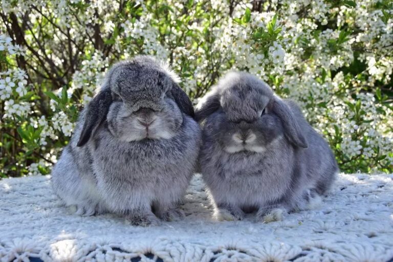 Holland Lop bunnies available for sale at Holland Lop Hill Rabbitry