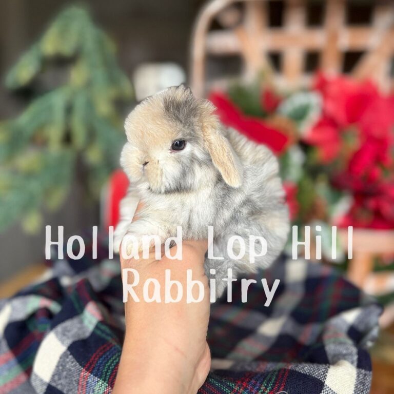 Mistletoe - Black/Orange Harlequin Holland Lop bunny for sale at Holland Lop Hill Rabbitry