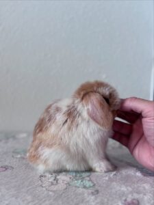 holland lop bunnies for sale